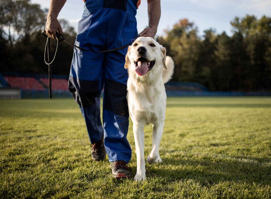 Wauna Pet Sitter