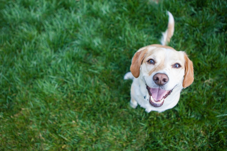 Dog Sitter in Auburn