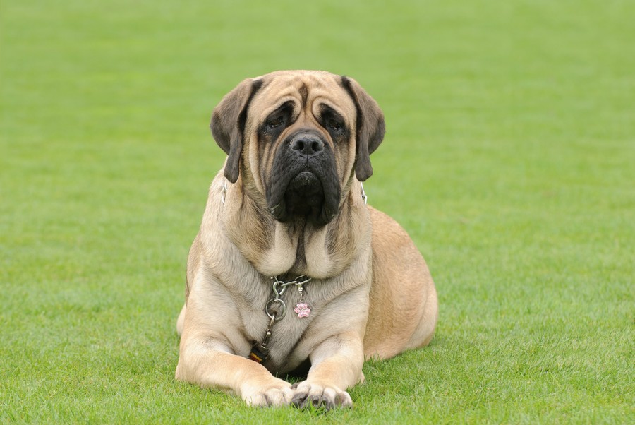 Dog Sitter in Renton