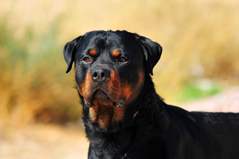Dog Walking Service Black Diamond