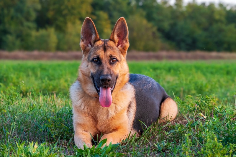 Dog Walking Service Maple Valley