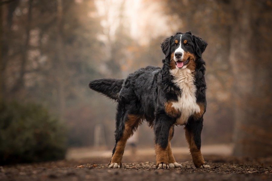 Dog Walking Service Renton
