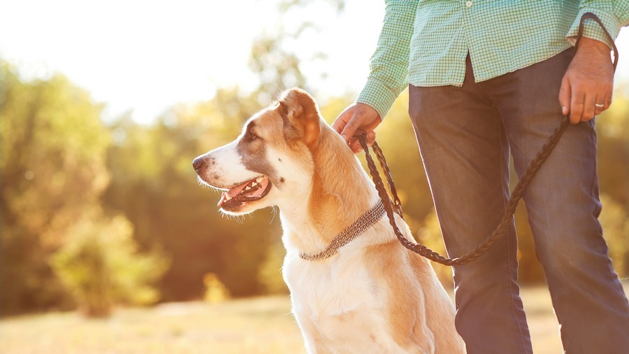Group Dog Walks Maple Valley
